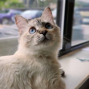 Meet your Posher, Henry